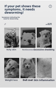 Infographic showing pet parasite symptoms like itching and hair loss for tick removal tool