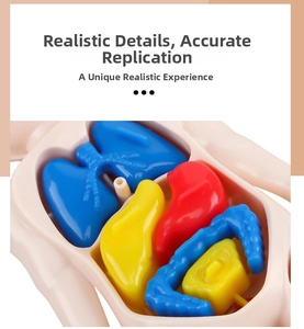 Detail view of detachable internal organs for children's DIY human torso anatomy model