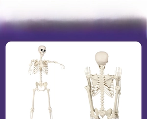 Front and back views of a 165cm realistic life-size Halloween skeleton for decor