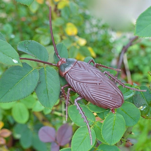 Close-up of a brown cockroach cat toy on green leaves with natural lighting
