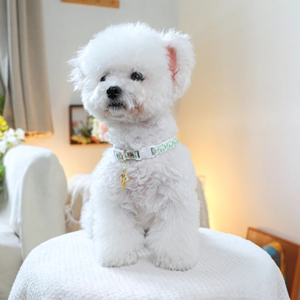 White Bichon wearing a green floral pet collar with a golden leaf pendant in a cozy room