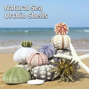 Natural Sea Urchin Shell Ocean Theme Home Decor Specimen For Air Plants DIY Marine Crafts Coastal Ornament