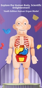 Detailed anatomical model for kids showing colorful internal organs and ribcage