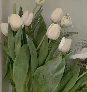 Detail view of white tulips with water droplets on fresh green leaves and petals