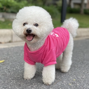 Close-up of a white Bichon dog wearing a bright rose pink cotton pet t-shirt outdoors