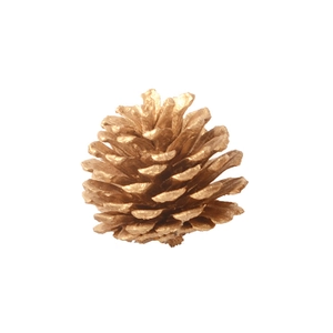 Gilded natural pine cone Christmas tree ornament with shiny gold finish on white background