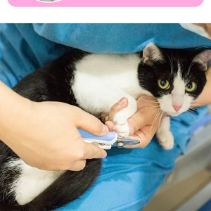 Action shot of blue pet nail clipper with safety guard used on a cat paws