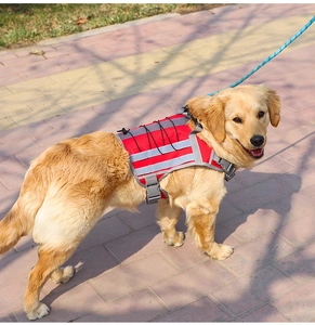 Golden Retriever wearing a red tactical pet harness with reflective strips in outdoor park