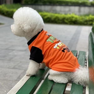 Close-up of small white dog wearing a Halloween Trick or Treat themed orange and black vest