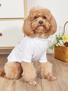 Breathable mesh dog t-shirt with prints worn by a toy poodle in a cozy home setting
