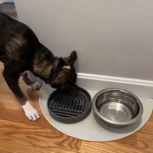 Detail of dog eating from grey silicone slow feeder bowl and stainless steel water bowl