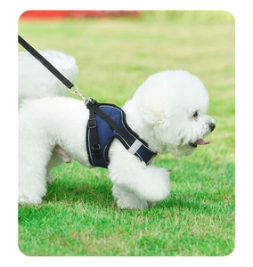 Blue mesh dog harness on a white Bichon walking on green grass in outdoor setting
