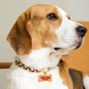 Hond met oranje hondenpenning in botvorm aan een gevlochten halsband, detailopname