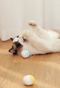 Gatto Ragdoll che gioca con morbide palline di peluche sul pavimento di legno