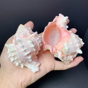 Detailed view of natural pink murex shells with sharp spines and smooth interior