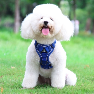Adjustable blue mesh dog harness vest for small medium breeds on a white poodle