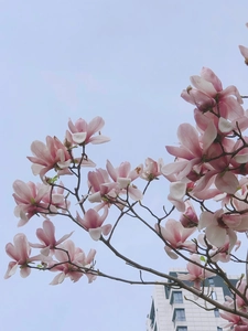 Detalle del patrón de flores de magnolia rosa en estuche de lona con flores