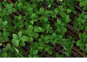 Close-up of realistic artificial green leaves vine hanging on a dark wood fence