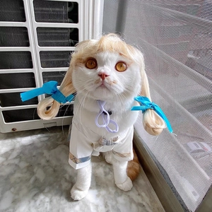 Funny golden blonde pigtail pet wig and preppy school uniform on white cat