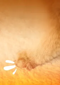 Primer plano de forro polar ártico suave con doble acolchado para camas de mascotas