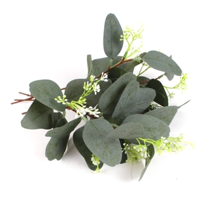 Close-up of grey-green eucalyptus leaves with white seed clusters and textured veins