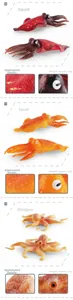 Detailed close-up of realistic squid and octopus models with weights and skin texture