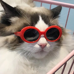 Cool red round sunglasses for small dogs and cats shown on a pet in a stylish setting