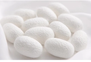 Macro shot of high-quality raw white mulberry silk cocoons on soft fabric background