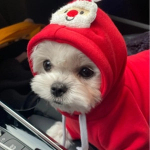 Festlicher roter Weihnachts-Haustier-Hoodie mit Weihnachtsmann-Stickerei für Hunde