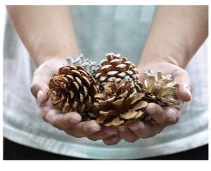 Close-up of assorted natural, gold, silver and white pine cones held in hands