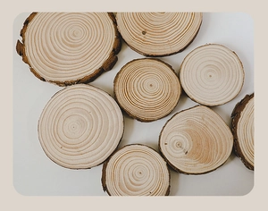 Flat lay of multiple natural wood slices with tree bark edges and ring textures
