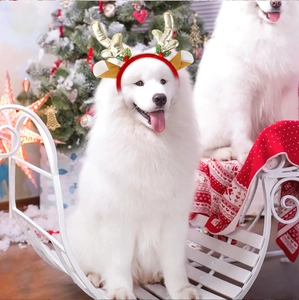 Samojede-Hund mit goldenem Geweih und rotem Stirnband in weihnachtlicher Kulisse