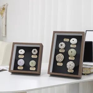 Artistic shadow box frames featuring natural sea urchin specimens with vintage labels