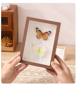 Detail of a deep brown wooden shadow box featuring two real butterfly specimens on display