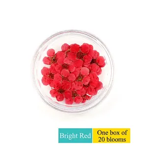 Flores secas rojo oscuro para uñas en caja de 20 piezas para decoración de manicura