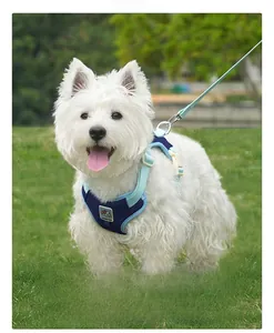 Close-up of contrast color dog harness and leash set on a Westie dog outdoors