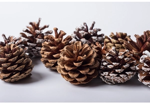 Macro detail of natural pine cones with snowy white tips for Christmas DIY decor