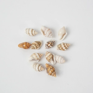 Set aus 11 natürlichen Mini-Muscheln mit verschiedenen Mustern für DIY-Dekorationen