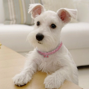 Three-row red rhinestone dog collar with bone pendant on a white Schnauzer dog