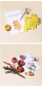 Flat lay of dried flower arrangements with botanical cards including Camellia and Ornithogalum