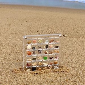 Clear acrylic shadow box displaying natural seashell specimens on a sunny beach sand