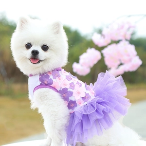 Detail shot of a white Pomeranian wearing a purple floral lace pet dress in a garden