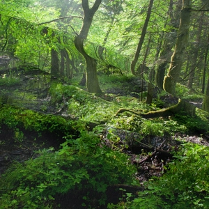 Dettaglio della rete mimetica ad alta densità che si fonde con l'ambiente del bosco