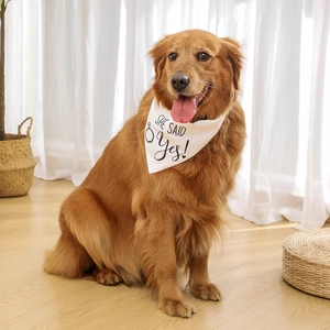 Golden Retriever wearing a white 'SHE SAID Yes!' wedding dog bandana on wooden floor