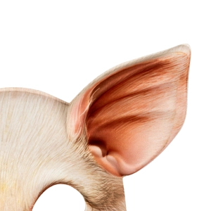 Detailed macro shot of realistic pig ear texture on an EVA animal party mask for Halloween