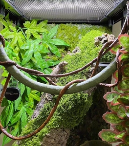 Close-up of artificial moss turf in a reptile terrarium with a gecko and hygrometer