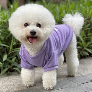 Close-up of a white Bichon dog wearing a soft purple pet T-shirt in an outdoor garden