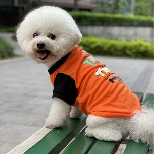 Close-up of a Trick or Treat Halloween pet t-shirt on a small white dog outdoors