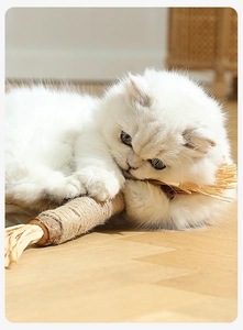Gatto bianco che mastica un bastoncino di Matatabi naturale con corda di canapa