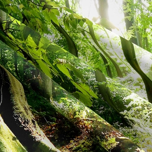 Detailed macro view showing the fine weave texture of a forest landscape print tapestry